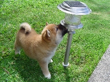 lamp