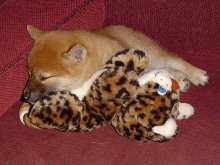 favorite toy