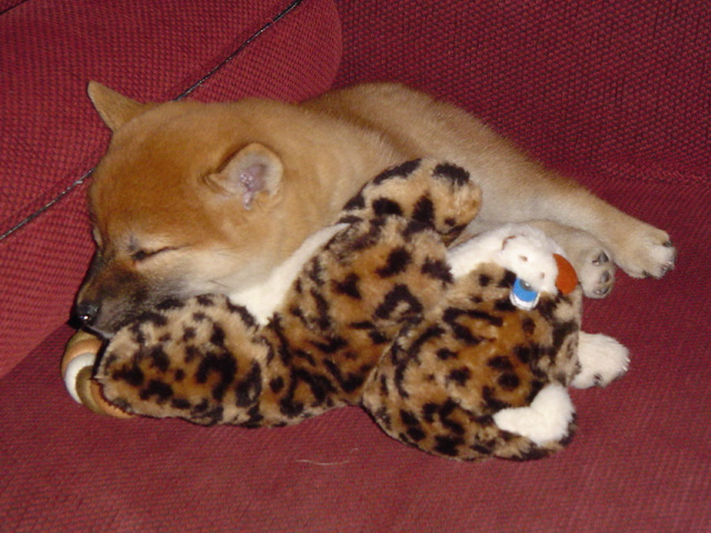 favorite toy