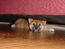 under the couch