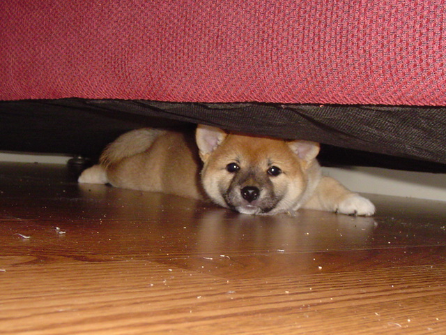 under the couch