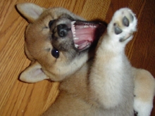 snarling