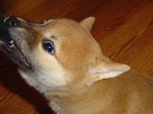 naughty ears