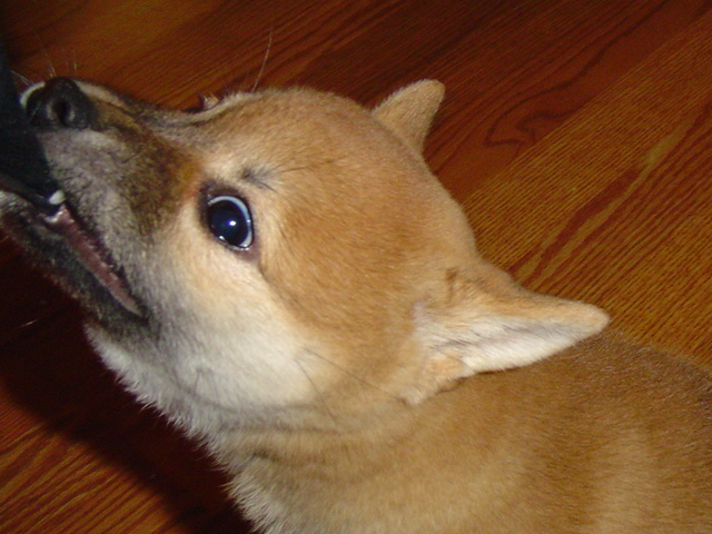 naughty ears