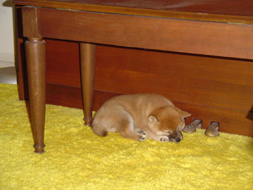 her favorite napping spot