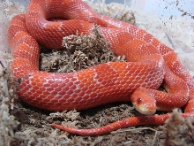 Female Albino Bloodred Cornsnake