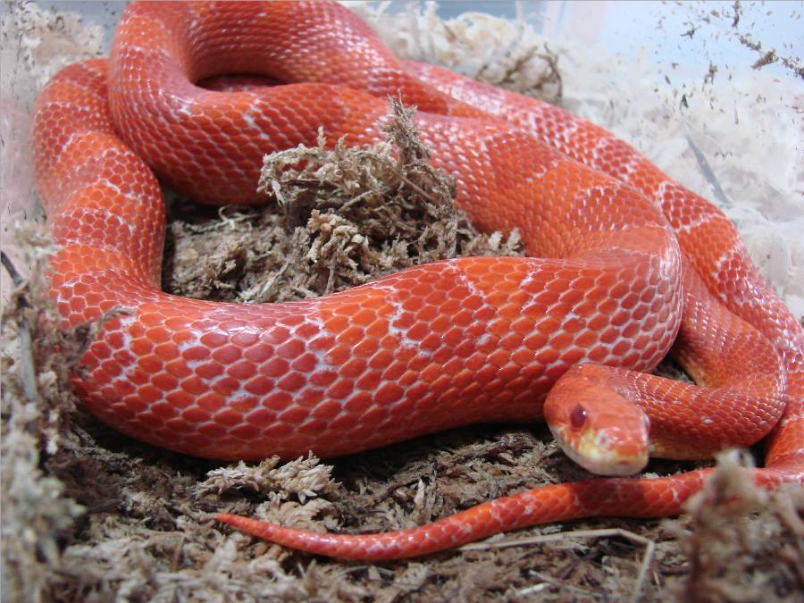Female Albino Bloodred Cornsnake
