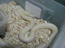 Albino California Kingsnake Female