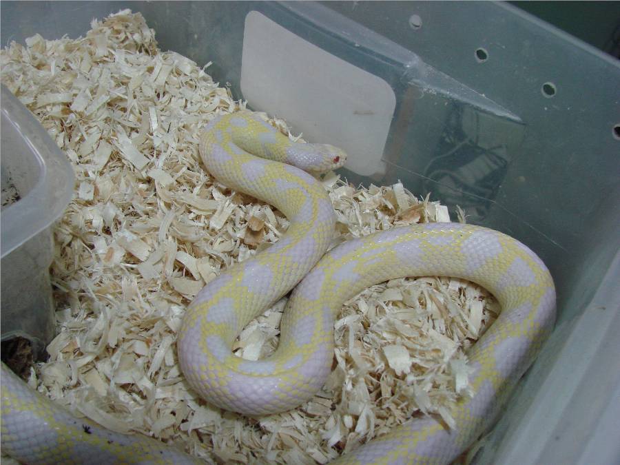 Albino California Kingsnake Female