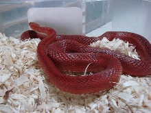 Bloodred Male
