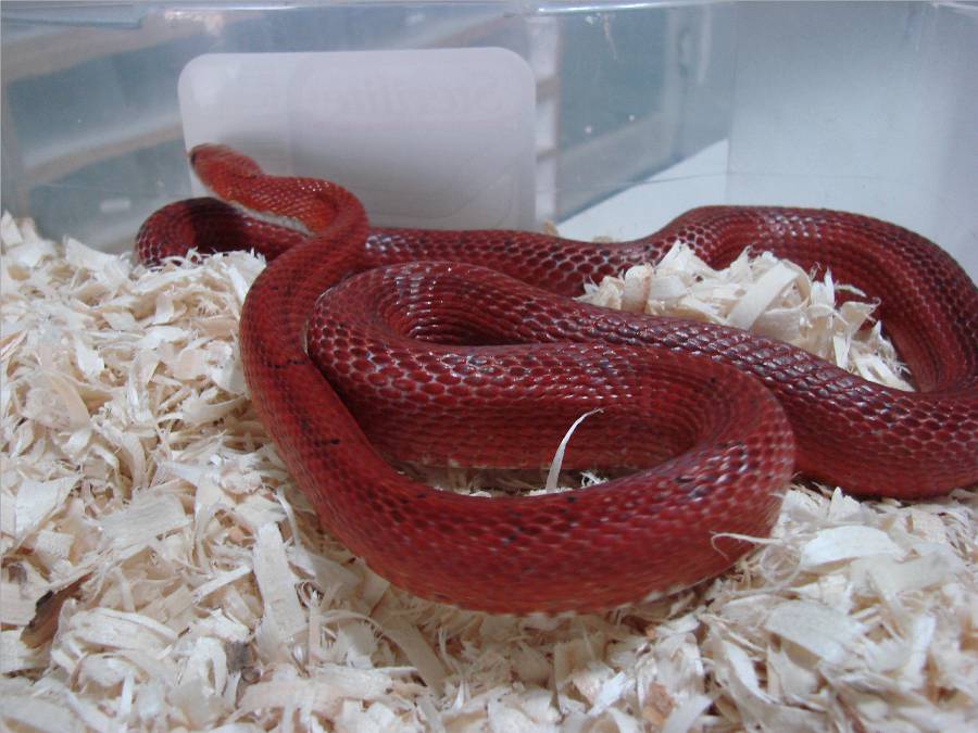 Bloodred Male