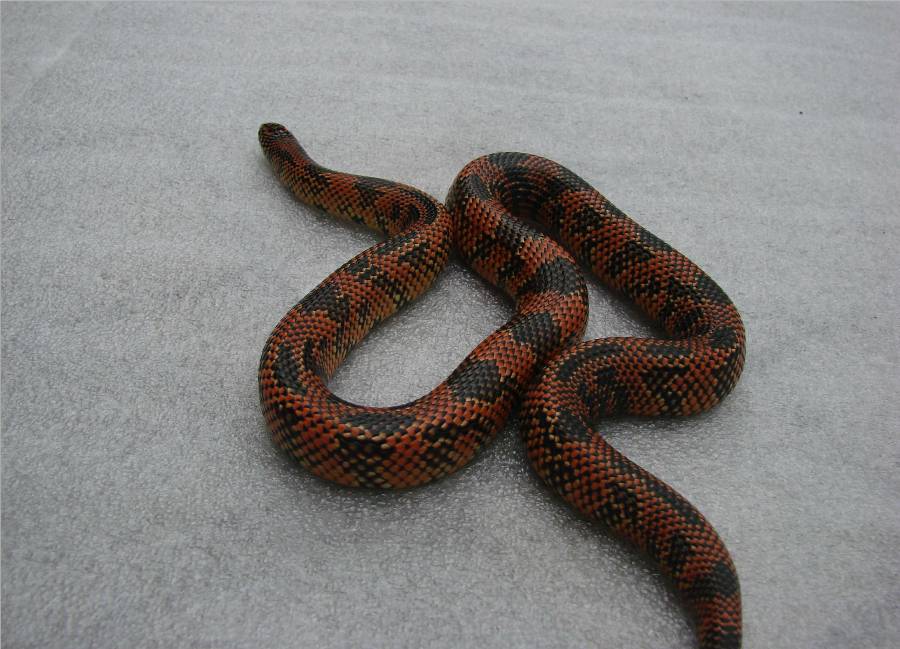 Brooksi X Goini Cross