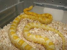 Female Butter Cornsnake