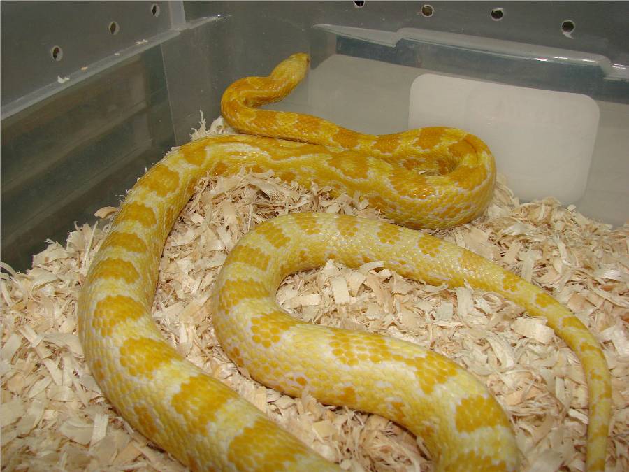 Female Butter Cornsnake