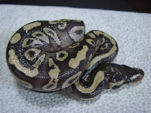 1st Mojave