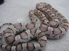 Ghost Cornsnake Holdback
