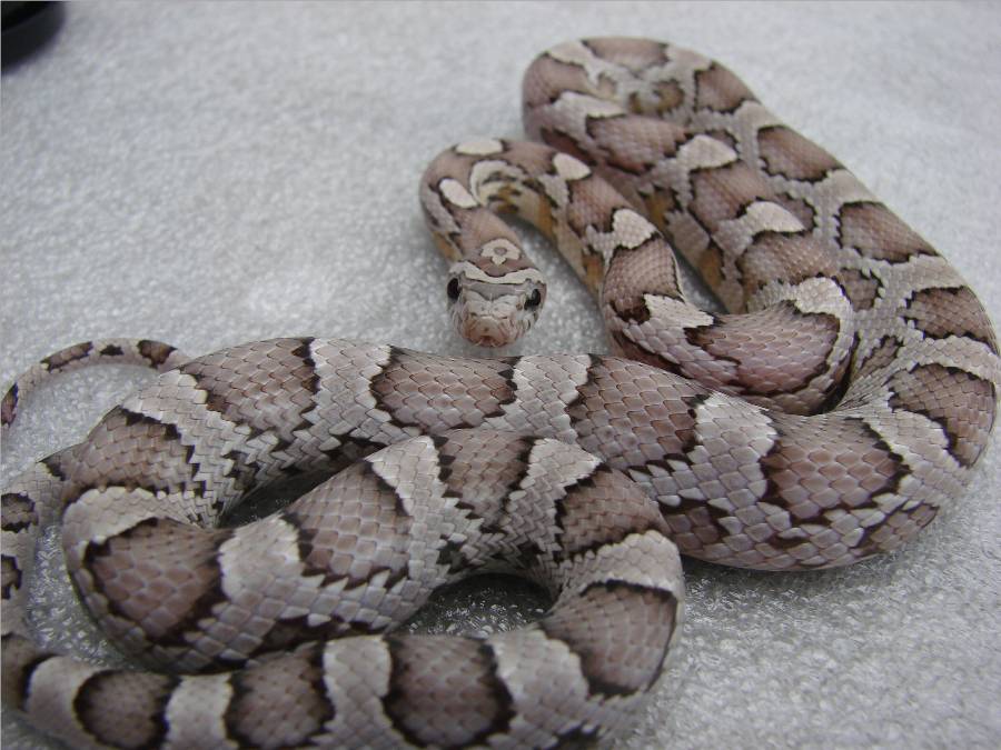 Ghost Cornsnake Holdback