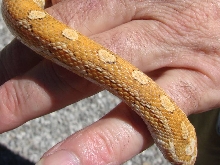JC6