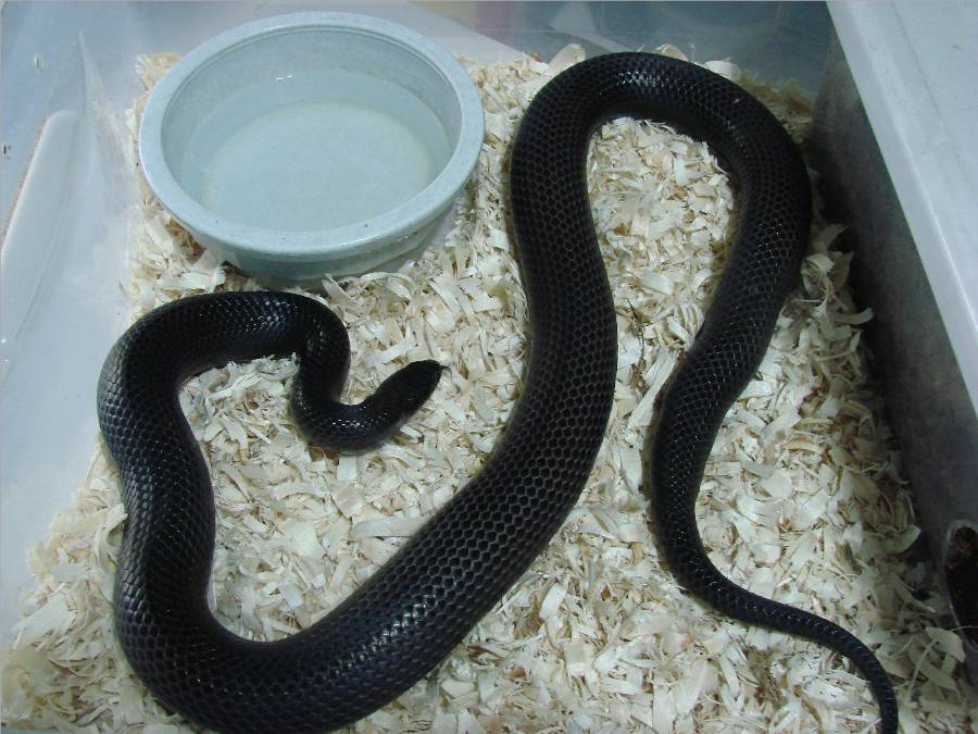 Mexican Black Kingsnake