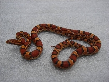 Okeetee Cornsnake