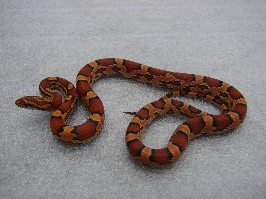 Okeetee Cornsnake