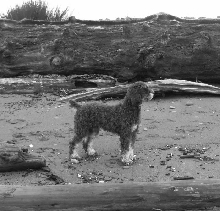 Barney