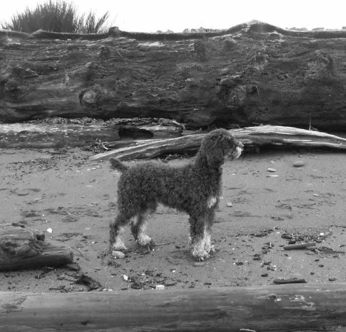 Barney