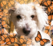 Fred flutter byes