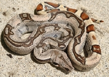 Sripted jungle boa Female