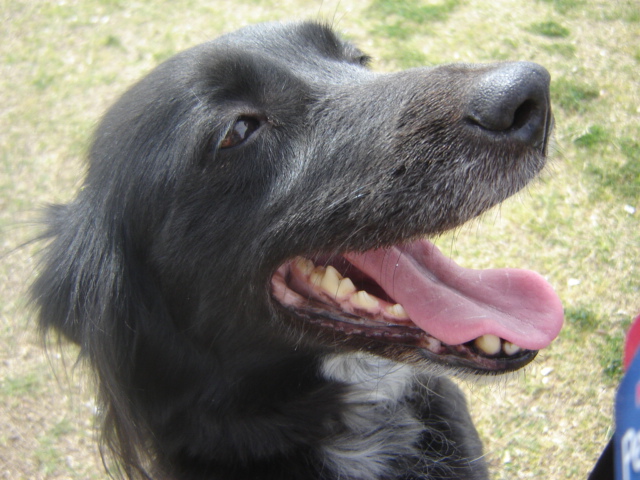 My Dog, Kelly