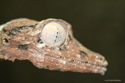 Uroplatus henkeli