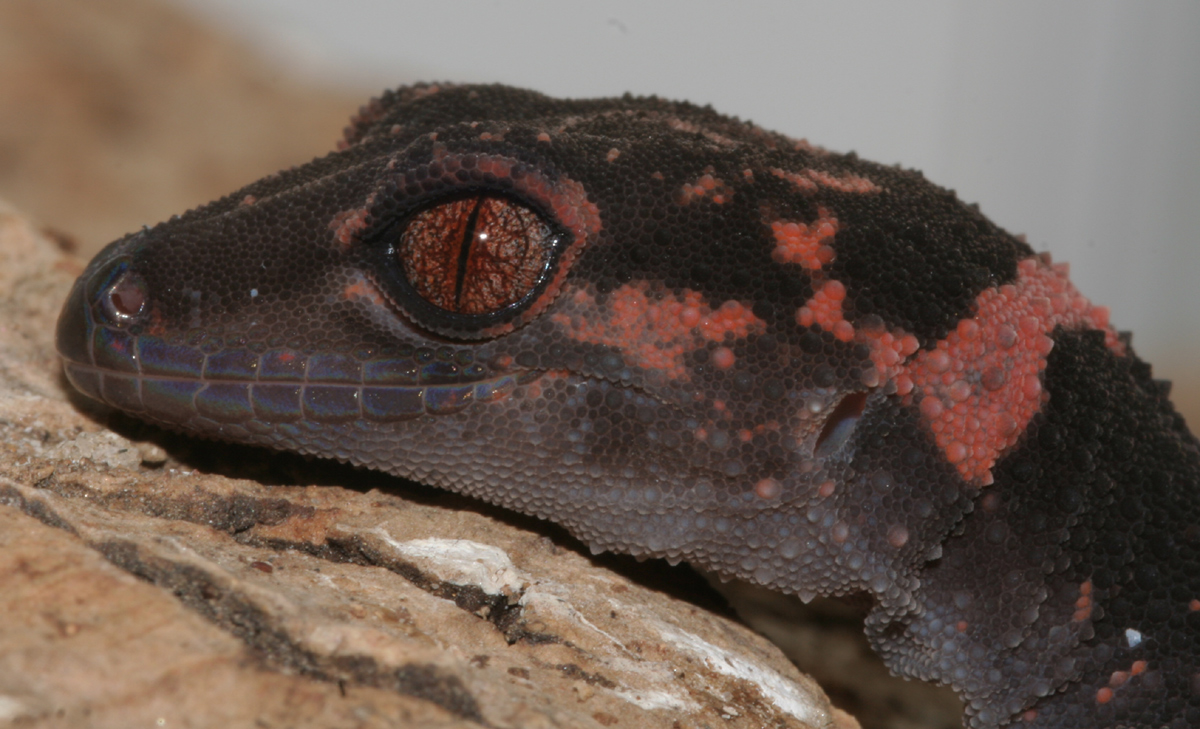 Goniurosaurus splendens