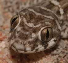 Teratolepis fasciata
