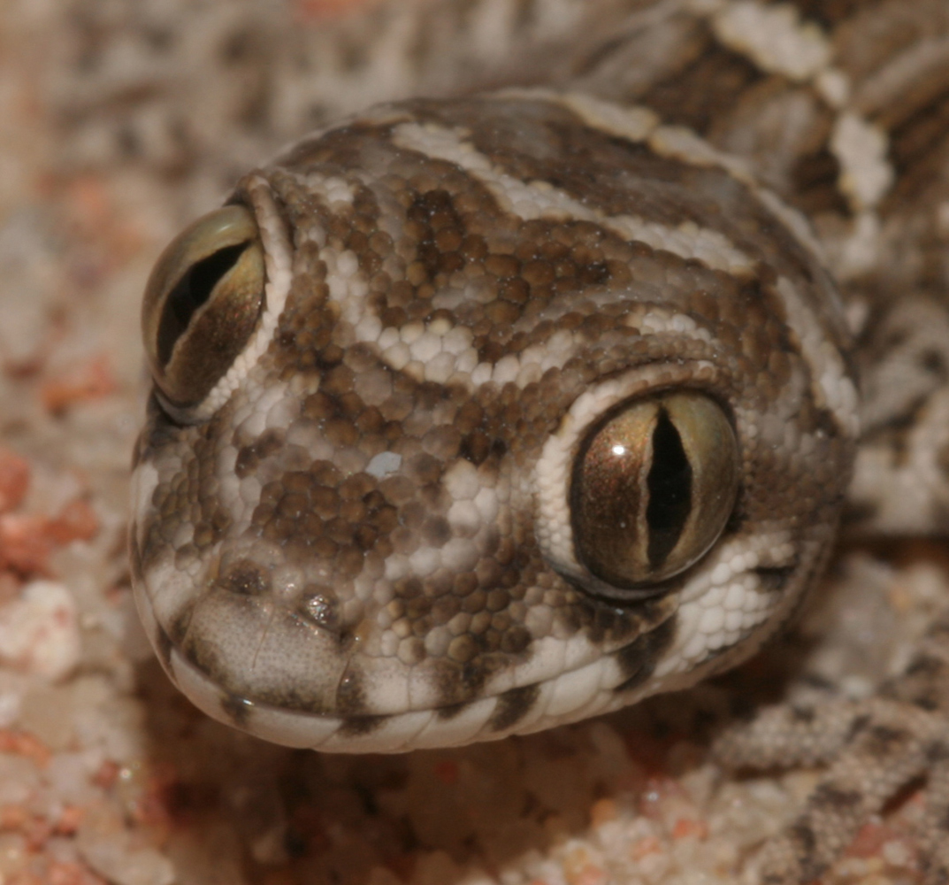 Teratolepis fasciata