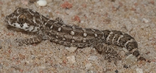 Teratolepis fasciata