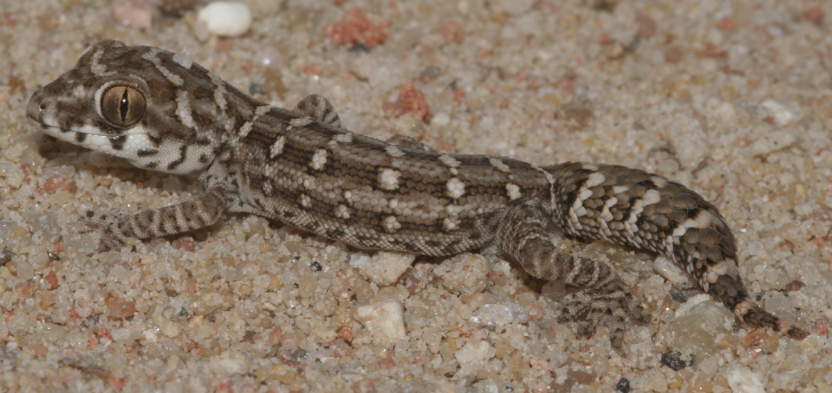 Teratolepis fasciata