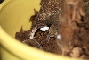 Uroplatus henkeli Eiablage