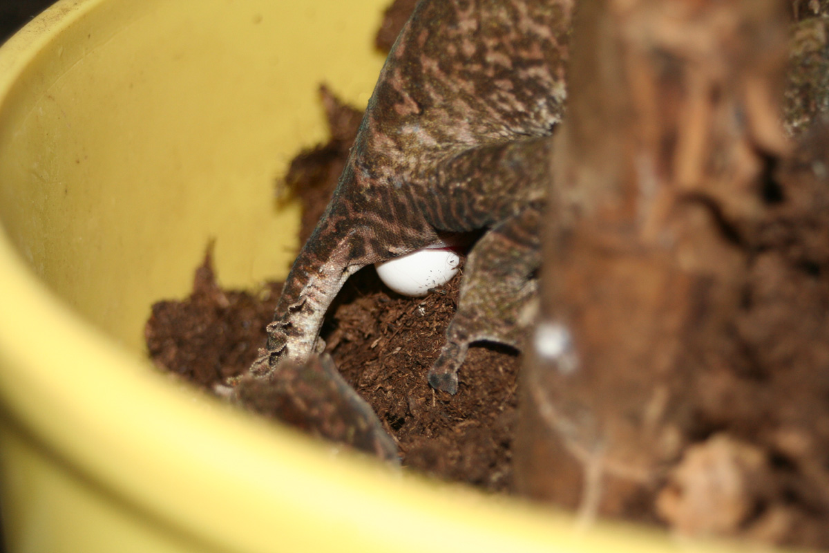 Uroplatus henkeli Eiablage