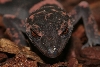 Goniurosaurus splendens