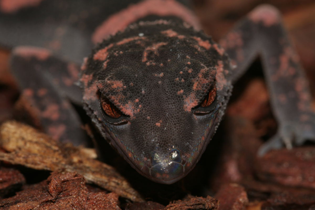 Goniurosaurus splendens