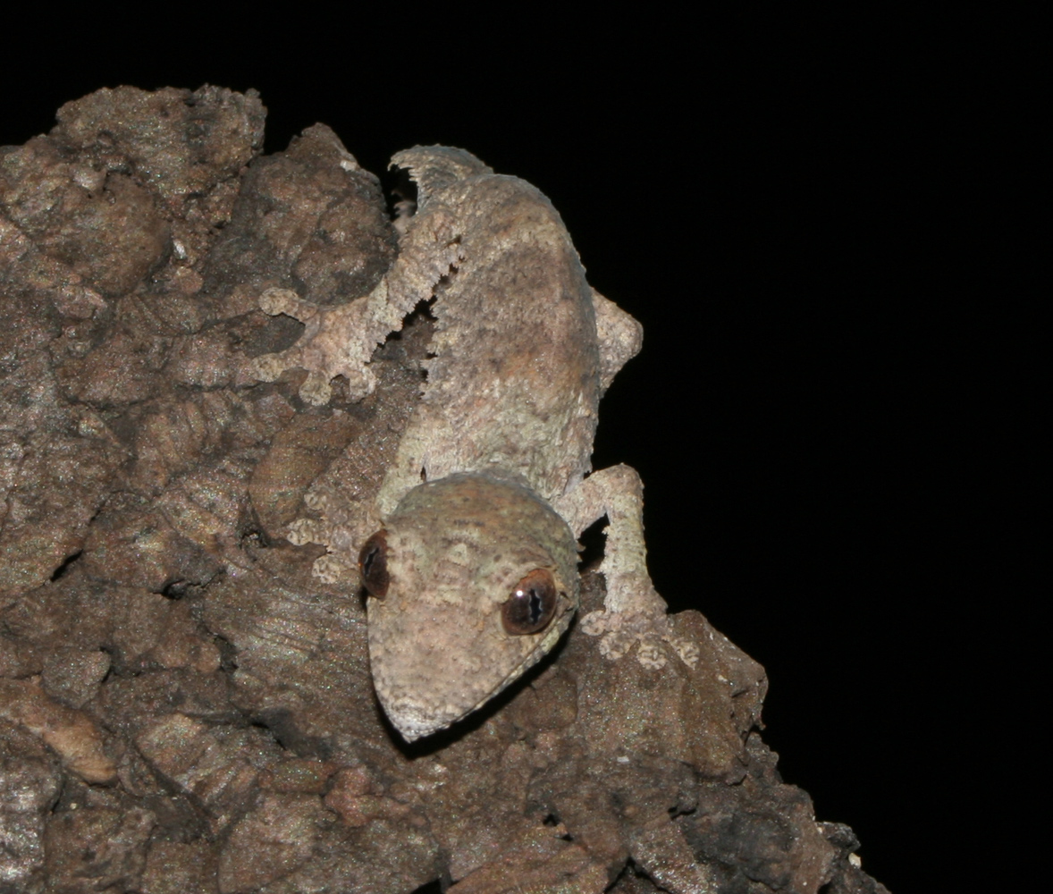 Uroplatus henkeli NZ