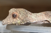 Uroplatus henkeli NZ