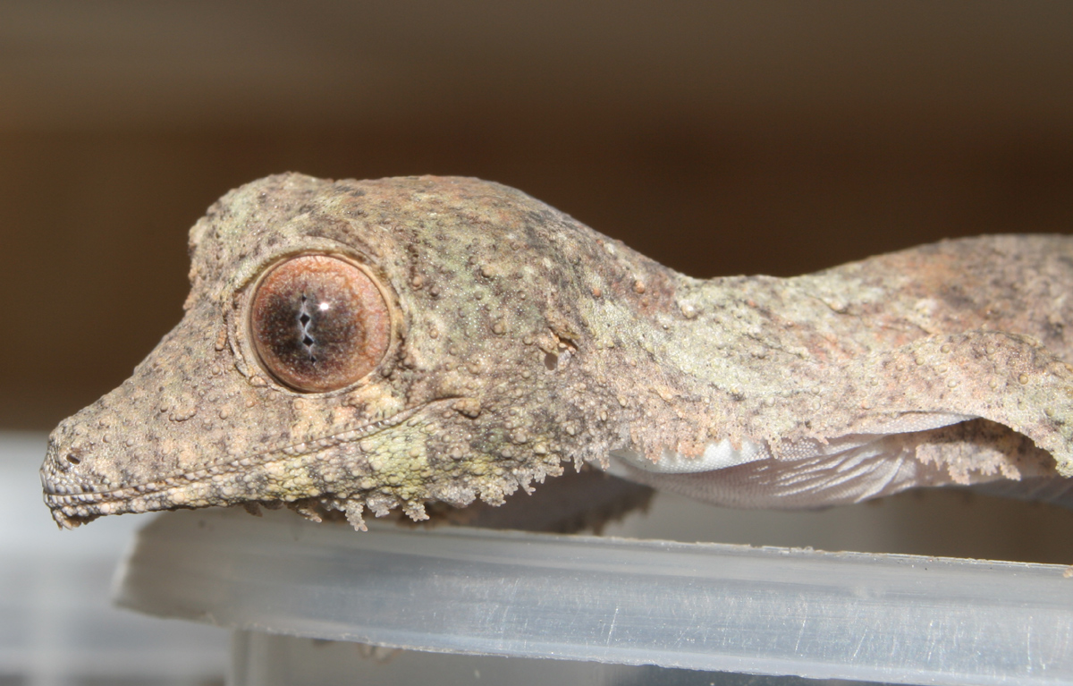 Uroplatus henkeli NZ