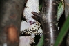 Uroplatus henkeli Kopulation