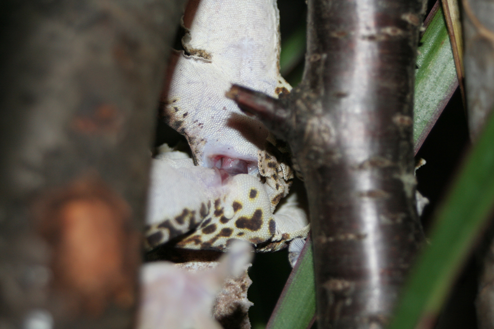 Uroplatus henkeli Kopulation