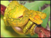 Male Captive Bred Biak Island Green Tree Python
