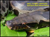 Male Sumatran Black Blood Python