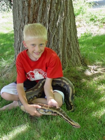 Adult Captive Bred Male Borneo Blood Python