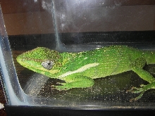 l1