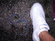 Unknown Snake
